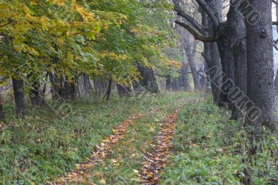 Footpath in an autumn wood Footpath in an autumn wood