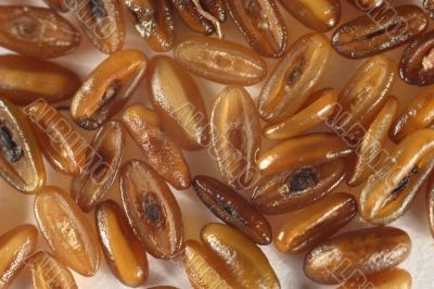 Unusual seeds Unusual seeds