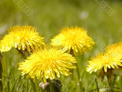 Dandelion Dandelion