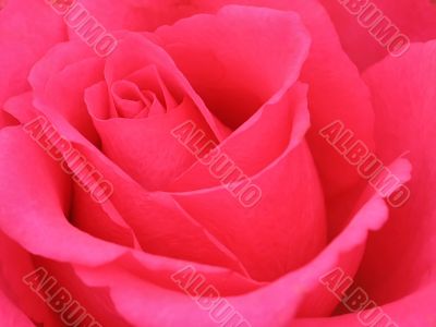 Pink Rose Pink Rose