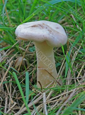 Little Mushroom Little Mushroom