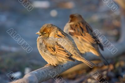 Two sparrows