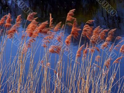 Winter Reed Flower