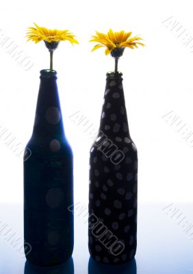 Gerbera Gerbera