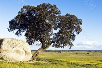 Oak tree