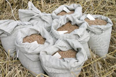wheat crop wheat crop