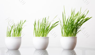 green grass in the white pots