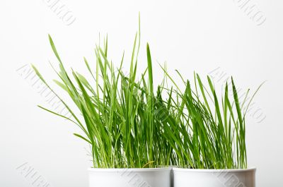green grass in the white pots green grass in the white pots