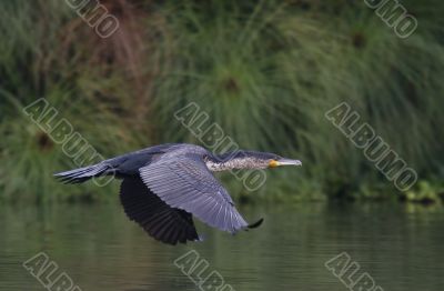 Cormorant is flying above the surface of water