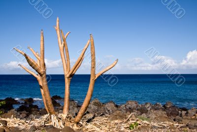 Bare tree limbs by the ocean