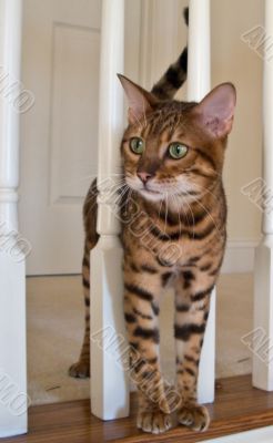 Bengal Cat on stairs