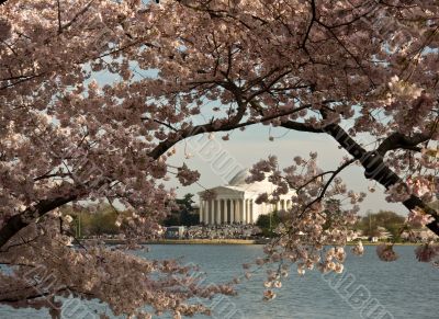 Jefferson Memorial framed by Cherry Blossom