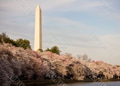 Washington Monument with cherry blossom