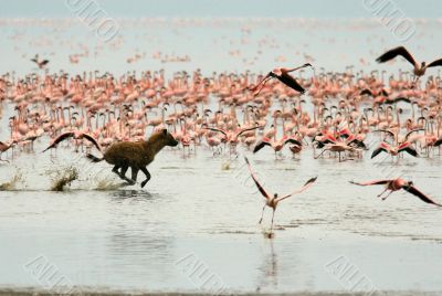 Hyena is hunting for flamingos