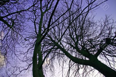 Winter Trees at Dusk