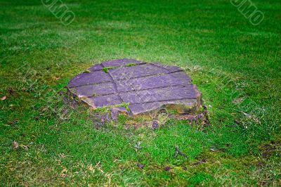 Tree Stump
