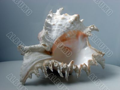 Greater sea cockleshell