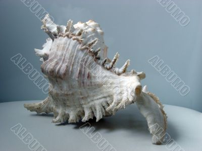 Greater sea cockleshell Greater sea cockleshell