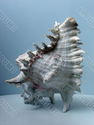 Greater sea cockleshell