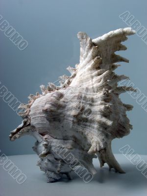 Greater sea cockleshell