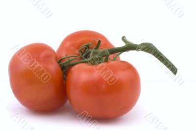 Three full red tomatoes on a branch.