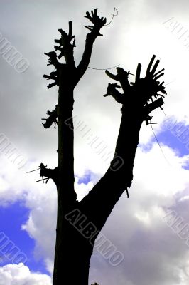 Silhouette of Heavily Trimmed Tree
