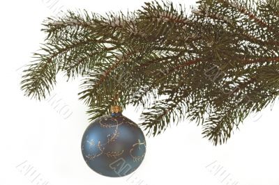 Fir branch