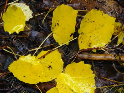 forest soil