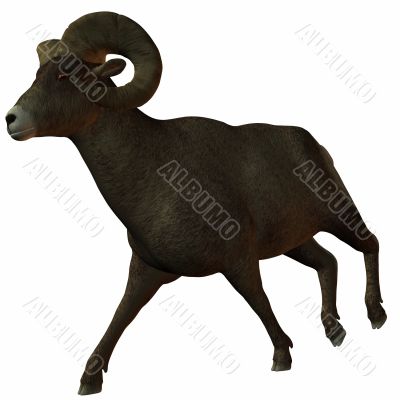 American Bighorn Sheep