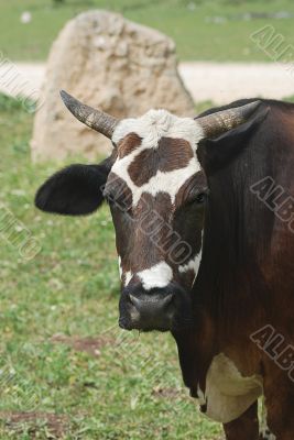 The horned cow