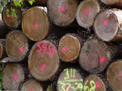 tree logs
