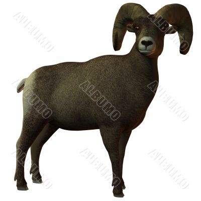 American Bighorn Sheep