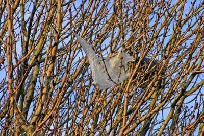 Rubbish in Tree