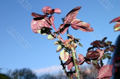 Red Rose Leaves
