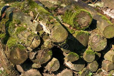 old log old log