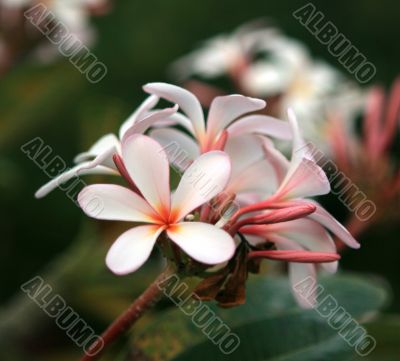 Flower of a ficus