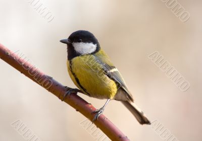 great tit