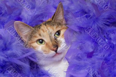 cat in feathers