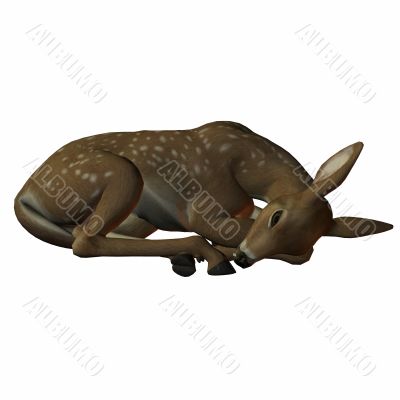 3D Fawn