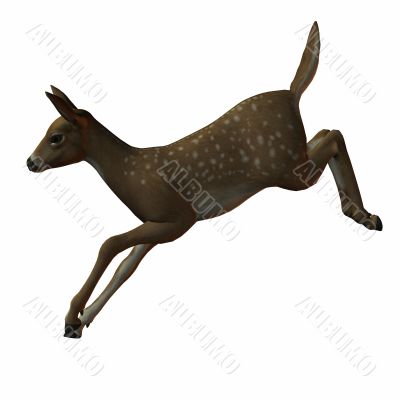 3D Fawn