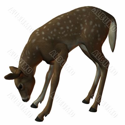 3D Fawn