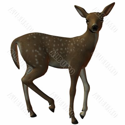 3D Fawn