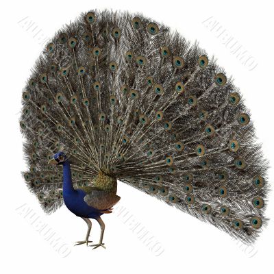 Peacock