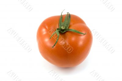 fresh tomato