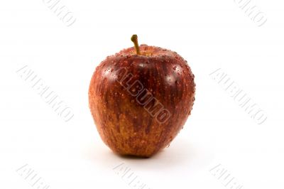 red wet apple