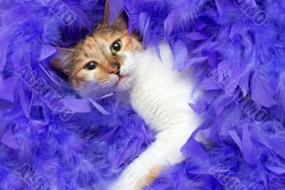 cat in feathers