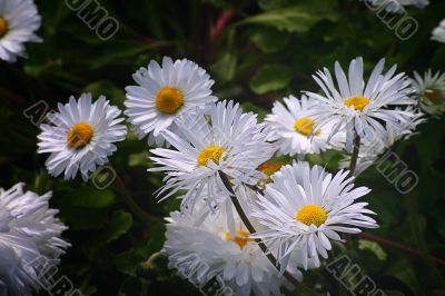 Large Daisies