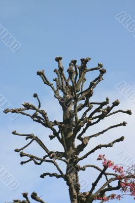 Odd Tree