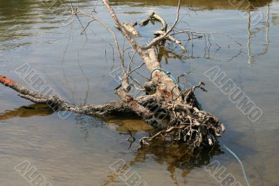 Dead Tree in River
