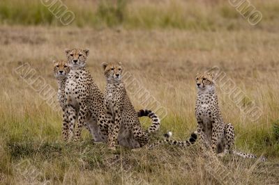Cheetahs family